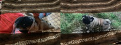 Фото покупателя дакимакуры