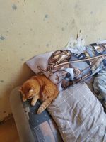 Фотография покупателя 14 - Дакимакура Габриэль